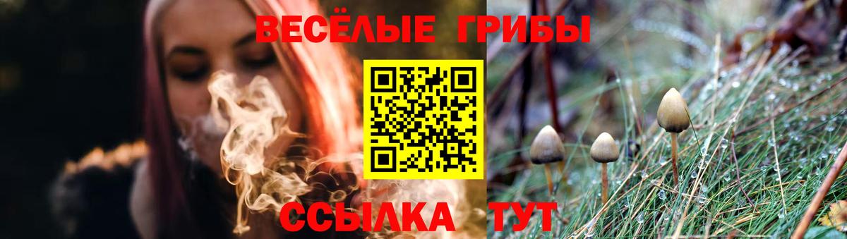 Галлюциногенные грибы Psilocybe Черкесск